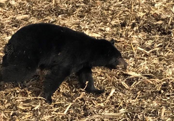 Black bear in field
